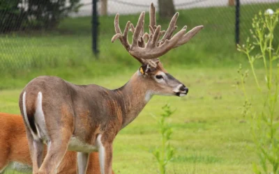 DNR hopes to get more deer samples from hunters to test for Chronic Wasting Disease