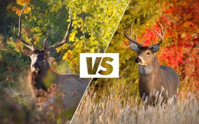 DNR reminds deer hunters to watch out for wandering elk