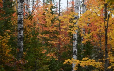 Warm temperature slow and extend fall colors
