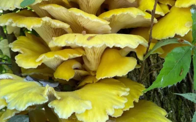 Golden Oyster Mushrooms a new invasive threat to forests