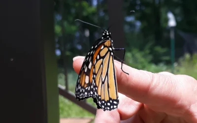 ‘Magnificent’ monarch migration has begun, with sightings in Wisconsin