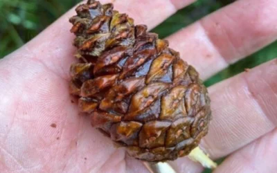 Pine cones needed to provide seed for Wisconsin tree nurseries