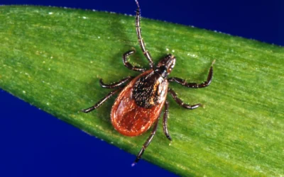 Seasonal protection against Lyme disease on the horizon