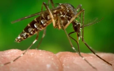 Wood County reports its first human case of West Nile Virus this year