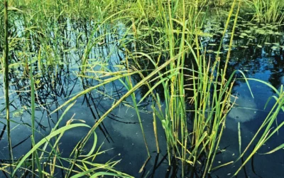 Satellite imagery shows less wild rice this year in northern Wisconsin