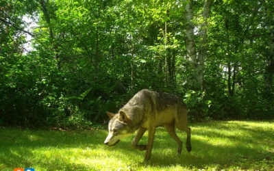Wolf population numbers remain stable in Wisconsin