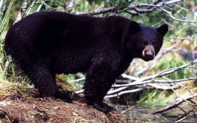 Bear Season