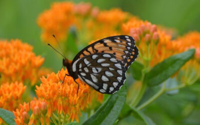 DNR Seeking Public Comment On Updated Wisconsin Wildlife Action Plan