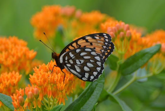 DNR Seeking Public Comment On Updated Wisconsin Wildlife Action Plan
