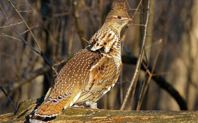Ruffed Grouse