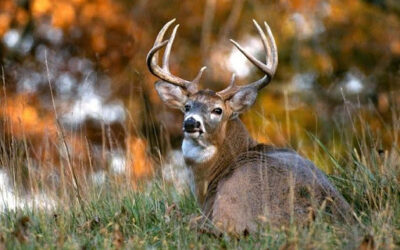 Bow Season