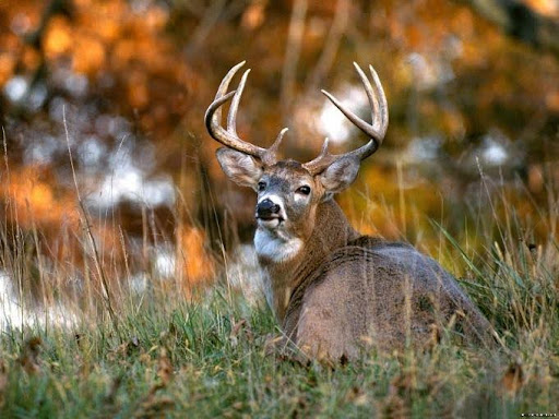 Bow Season