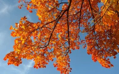 More people leaving leaves, a boon for sustainability, survey finds