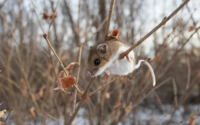 Science on Tap: The significance of deer mice