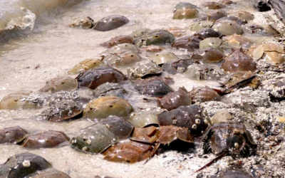 Field Notes: Horseshoe crabs and health care