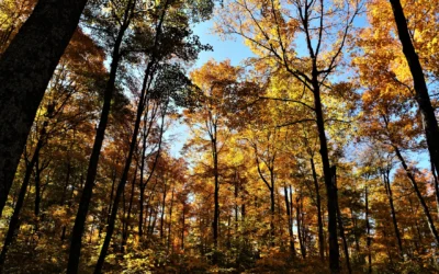 Wisconsin DNR seeks public comments on North Central Forest master plan draft