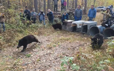 Wild Instincts releases rescued bear cubs back to the wild