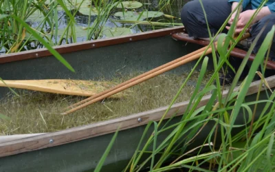 Gov. Evers signs Executive Order creating Wild Rice Stewardship Council