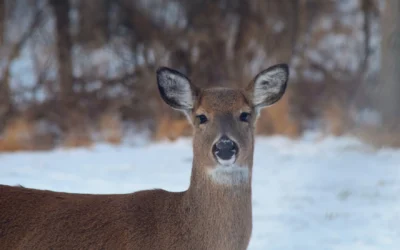 Deer donations can help feed recovering wildlife