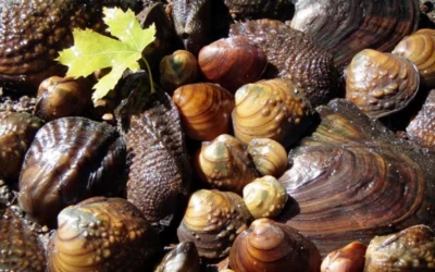 Field Notes: Rings of Time