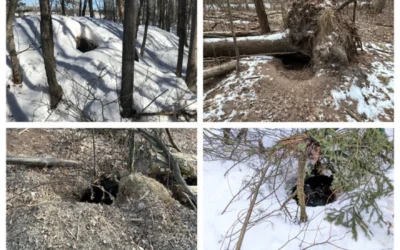 Wisconsin DNR asks hunters to report any bear dens they find