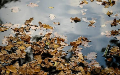 Leaf Litter in Lakes