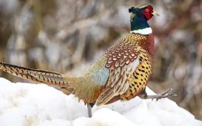 The Ring-Necked Pheasant
