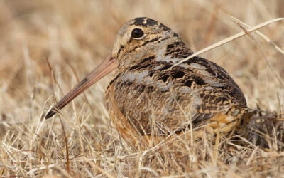 The American Woodcock