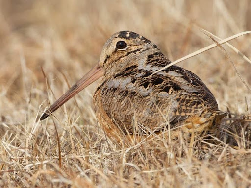 The American Woodcock