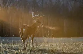 9-day Gun Season Stats