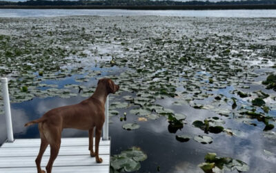 Why a shoreline buffer of 700 feet for enhanced wakes