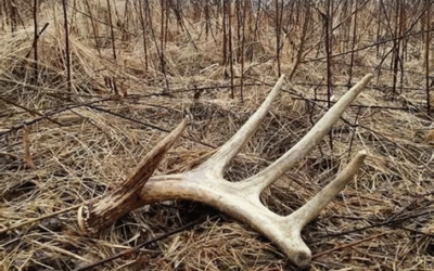 Why Do Bucks Shed Their Antlers