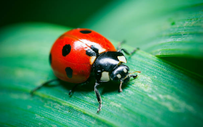 Ladybugs
