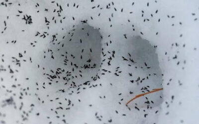 Snow Fleas