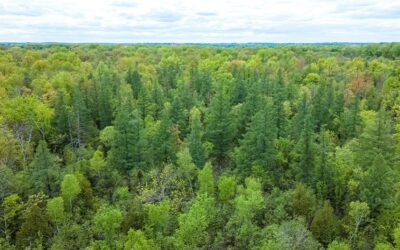 WI DNR Reforestation Program