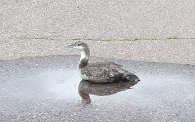 GROUNDED LOONS ALERT!