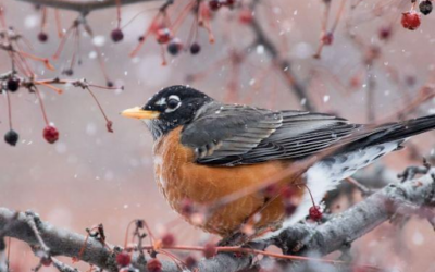 American Robin