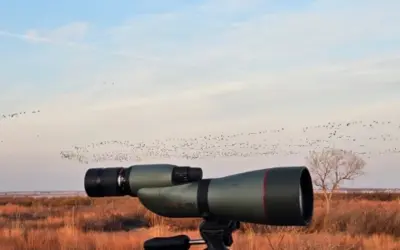 Lights Out Wisconsin encourages people turn off outdoor lights during peak bird migration