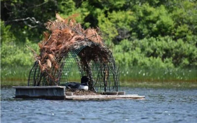 Man -made loon nests