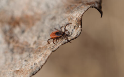 Ticks