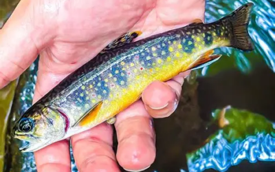Trout Fishing