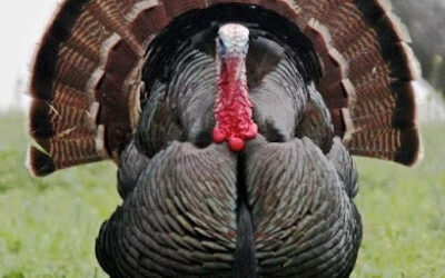 Turkey Season