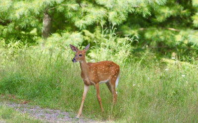 Deer Fawns
