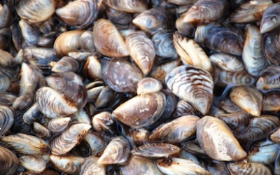Invasive Species Month