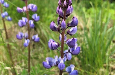 Wild Lupine