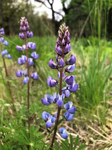 Purple lupine flowers blooming in a grassy meadow, with a green background.