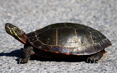 Turtles