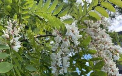 Black Locust