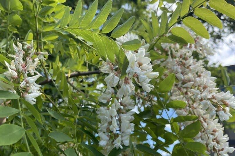 White wisteria blossoms cascading in clusters among bright green pinnate leaves.