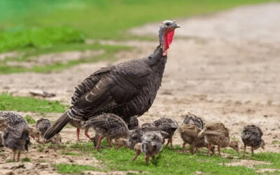 DNR Game Bird Survey